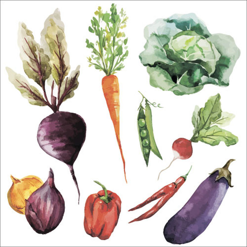 蔬菜食用水彩画