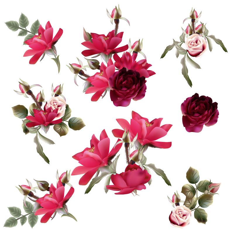 大量收集矢量红粉红玫瑰花进行设计