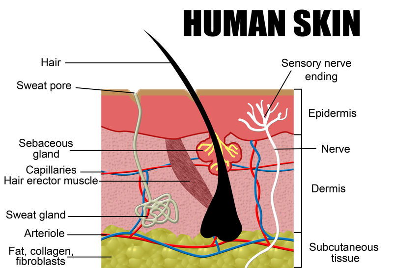 人体皮肤横截面-矢量图-适用于教育医院和诊所