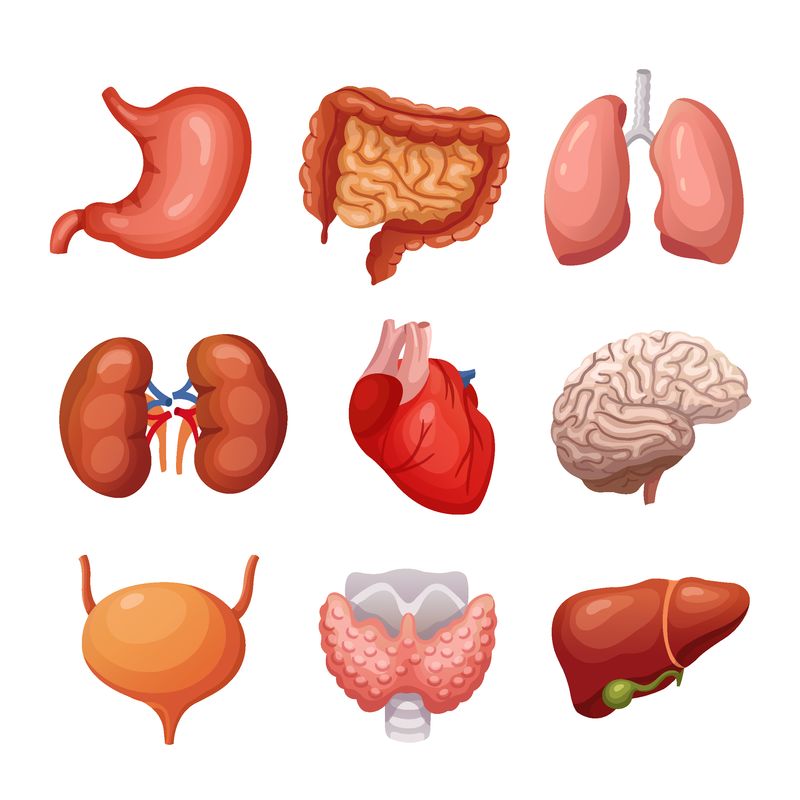 人体内部器官-胃和肺-肾脏和心脏-大脑和肝脏-身体部位向量解剖集-系统健康器官采集示意图