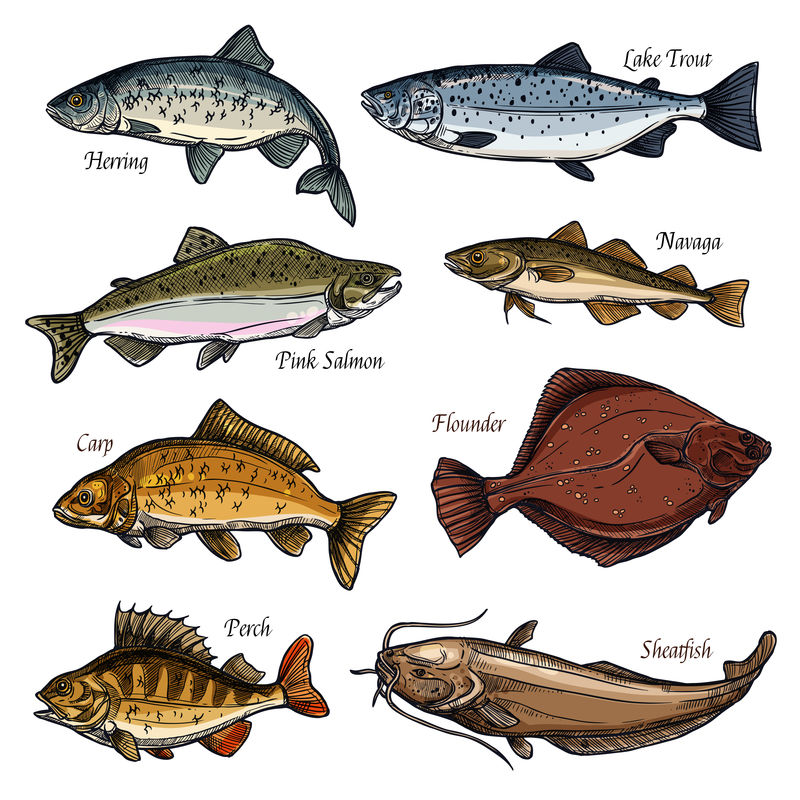 海洋和淡水鱼类动物独立草图
