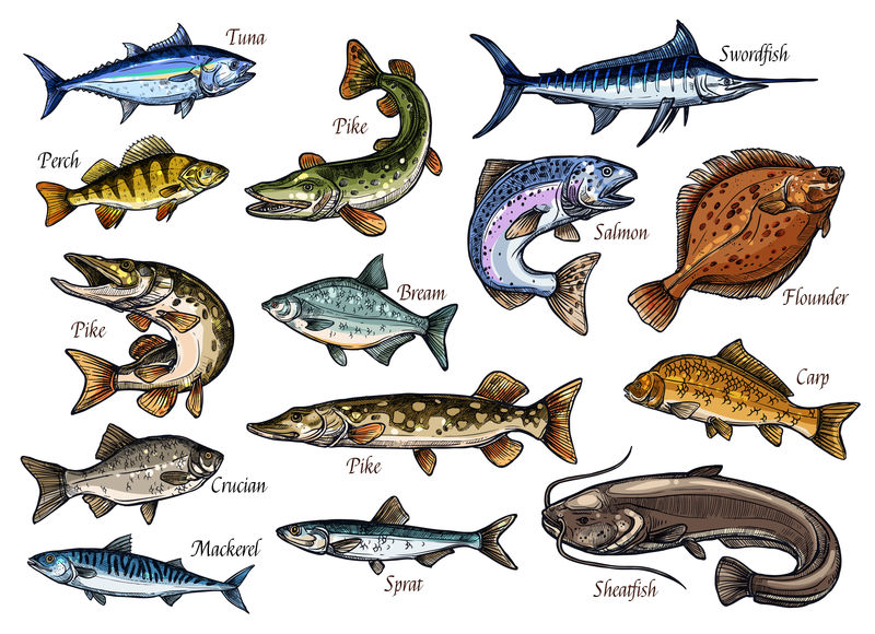 鲜鱼和海鲜独立草图