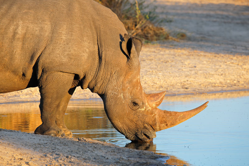 南非白犀牛饮用水的肖像