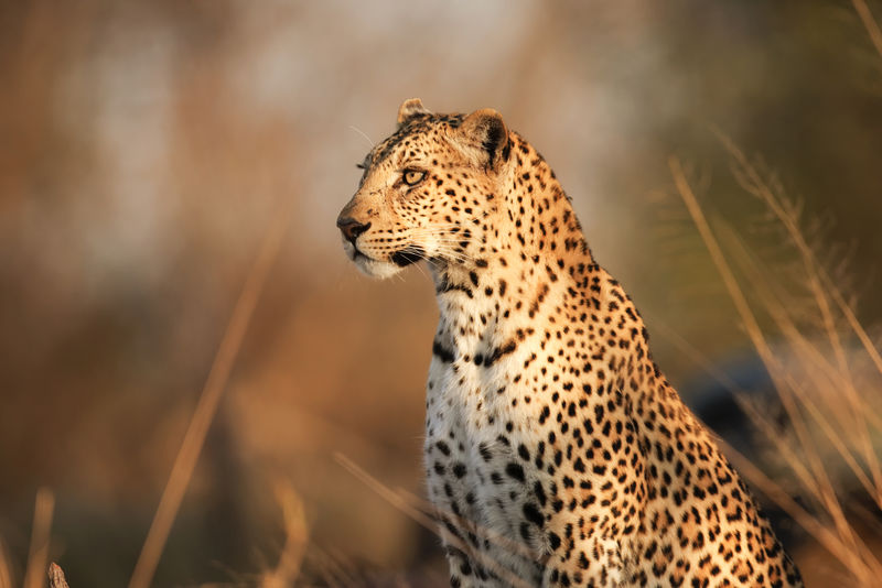豹-野生动物-卡拉哈里-南非