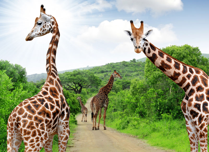 南非克鲁格公园的长颈鹿