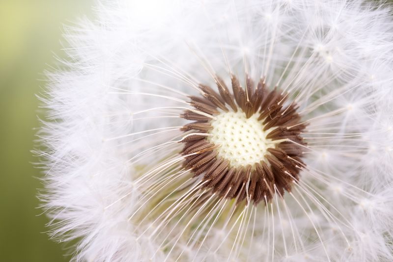 蒲公英花的特写-以种子为中心-白色柔嫩蓬松的花-绿色背景