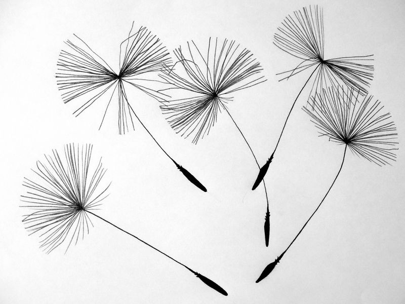 野花蒲公英在一个矢量风格孤立-植物全称：蒲公英-用于背景、纹理、包装图案、框架或边框的矢量花