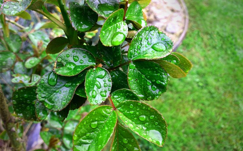 树枝上的叶子中间夹着绿色的樱桃李子和雨滴