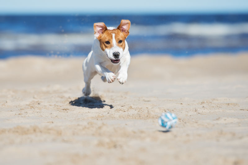 杰克拉塞尔梗狗在海滩上玩耍