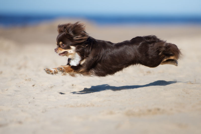 棕色吉娃娃狗在海滩上奔跑