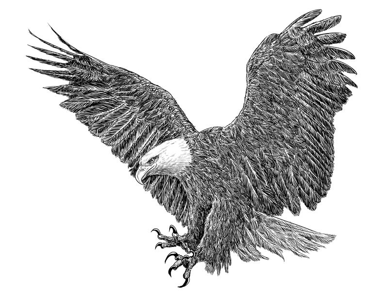 秃鹰着陆手画单色的白色背景插图。