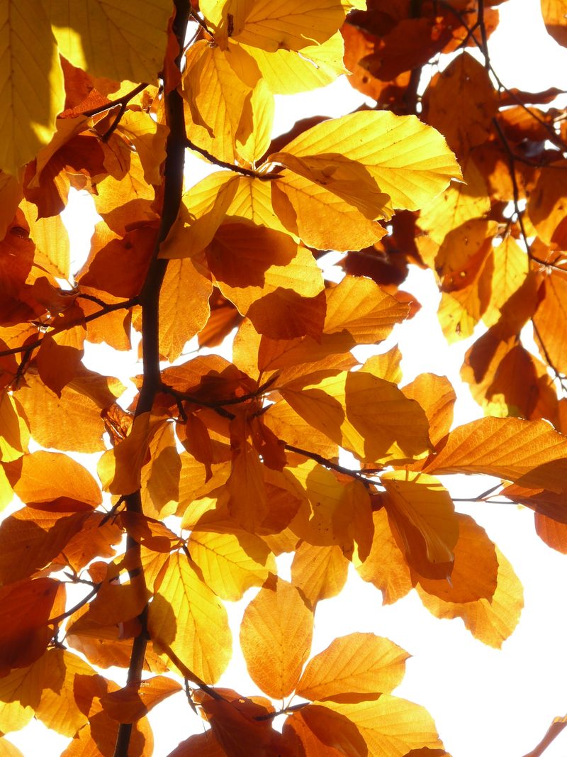 金黄的山毛榉树叶在树枝上的水平下落照片