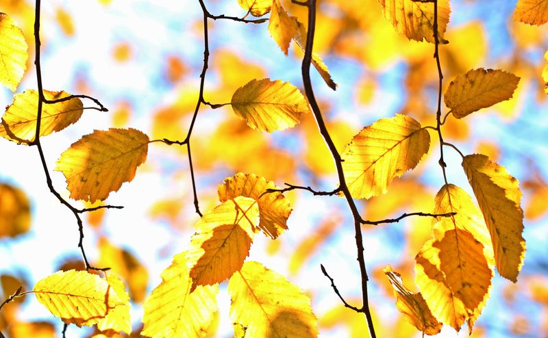 秋叶以蓝天为背景-选择性聚焦-方色调图像-Instagram效果