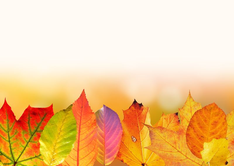 在白色背景下拍摄的秋樱树叶中不同颜色混合物的变化