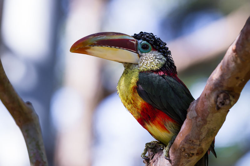 一种原产于南美洲的美丽的鸟-有卷曲冠的阿拉卡里的特写镜头