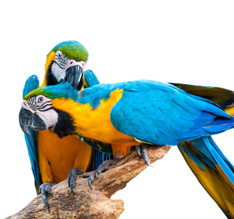 澳门鸟-可爱的明亮多彩的非常生动的热带宠物