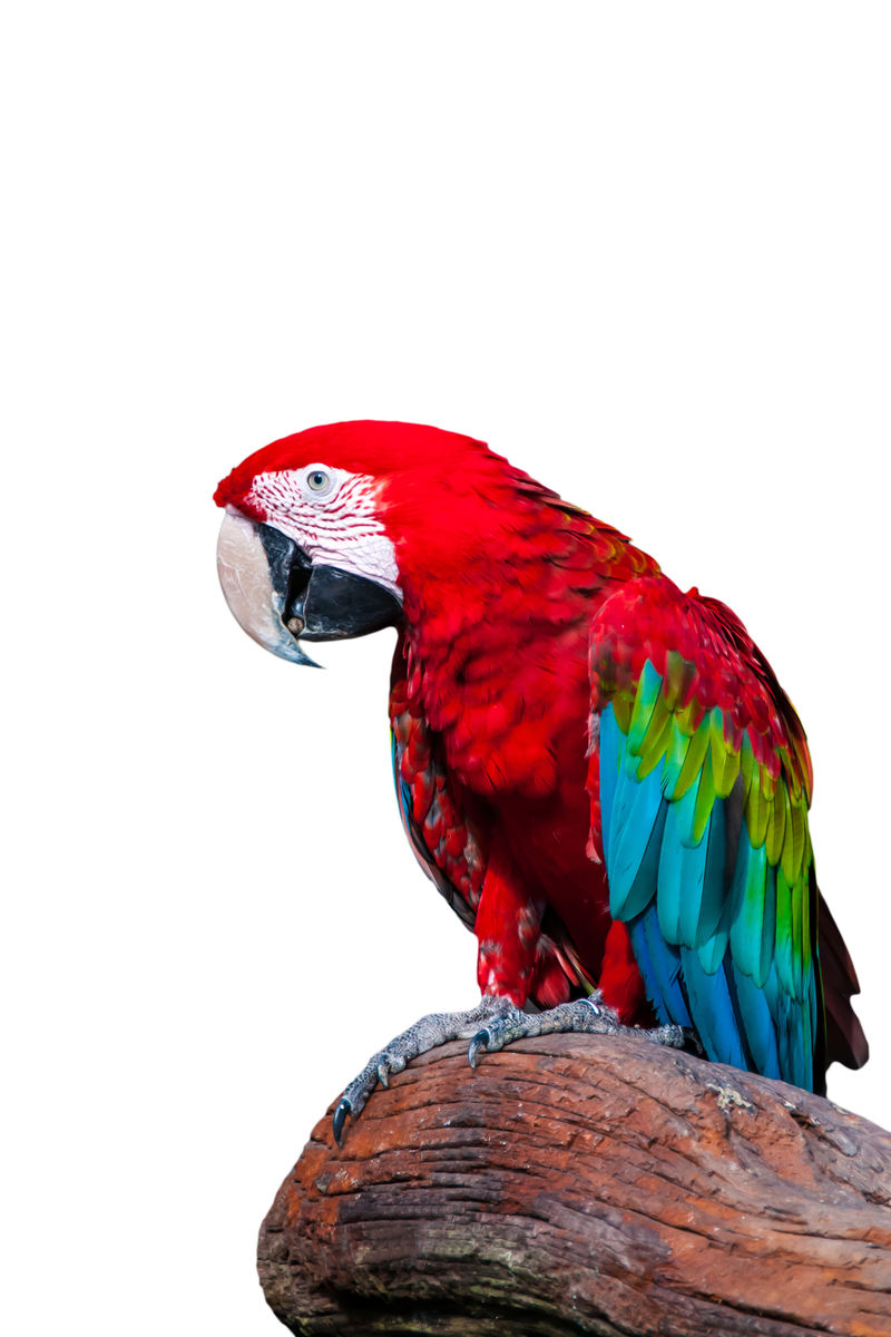 澳门鸟-可爱的明亮多彩的非常生动的热带宠物