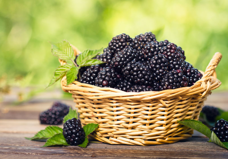 篮子里的新鲜有机黑莓