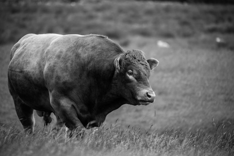 哺乳动物-波兰冬季欧洲野牛