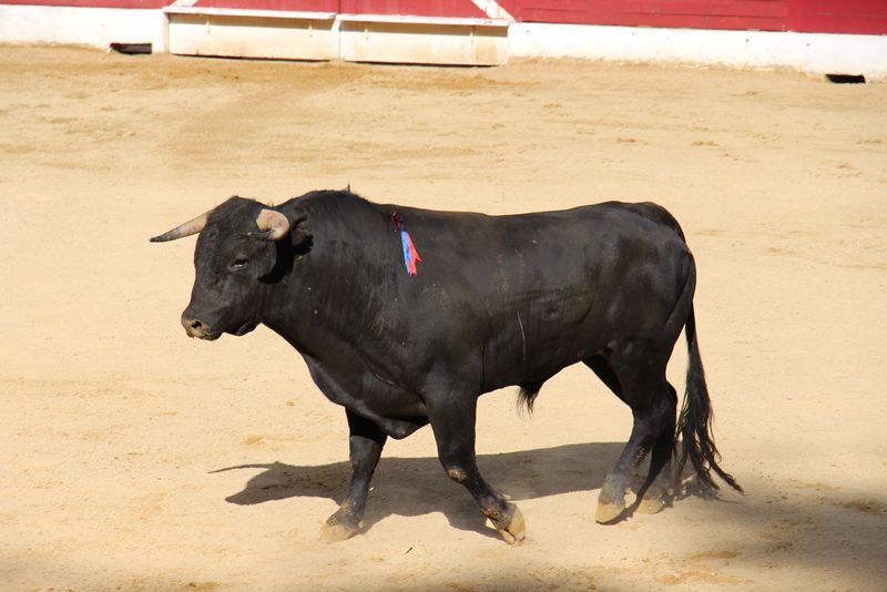 西班牙斗牛场斗牛