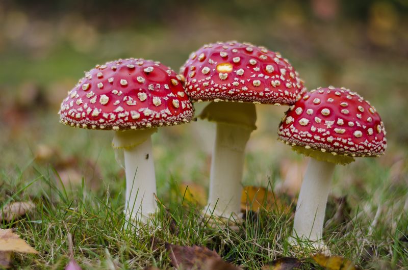两个漂亮的红蘑菇在一起