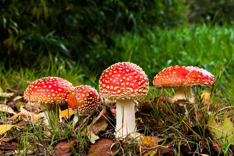 森林里的红蘑菇