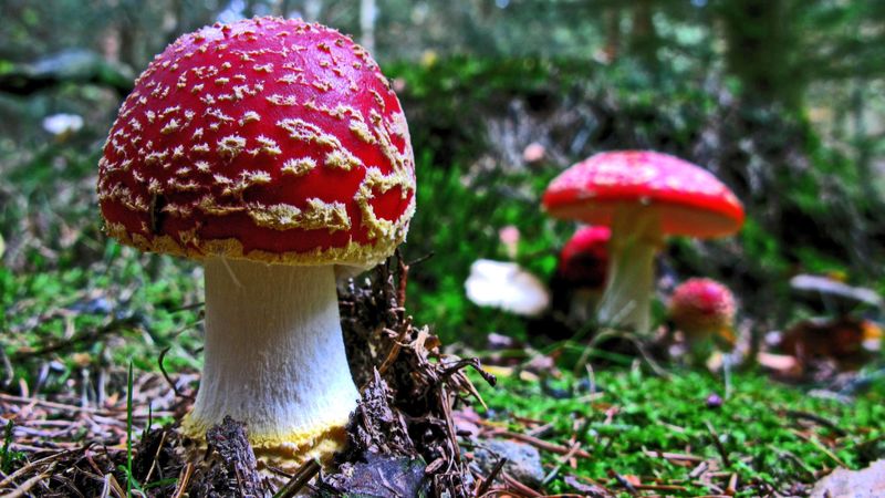 两种美丽的亮红色和白色有毒蘑菇在森林里共同生长的特写照片-美丽与危险-治愈与中毒