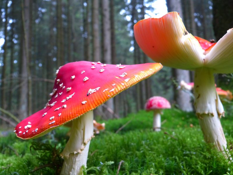 飞行琼脂-两个伞菌并排在草地上-白色斑点红蘑菇-毒伞伞菌