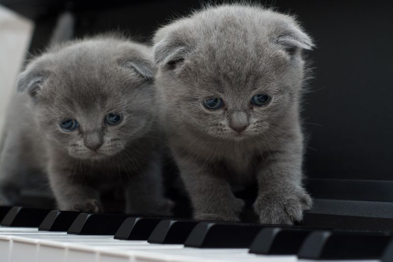 钢琴里的猫