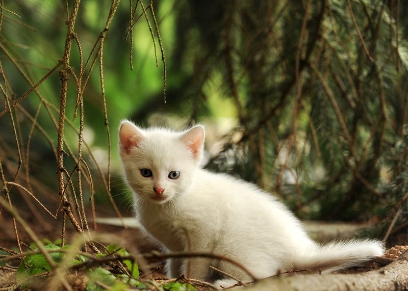 小白猫坐在公园里的一块大石头上