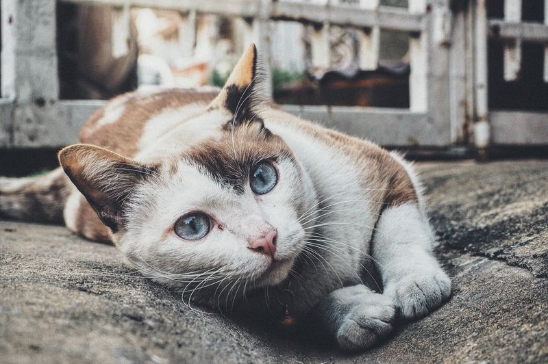 一只成年猫科动物的黑白单色照片-它躺在室内的毯子上-用蓝色的眼睛看着摄像机