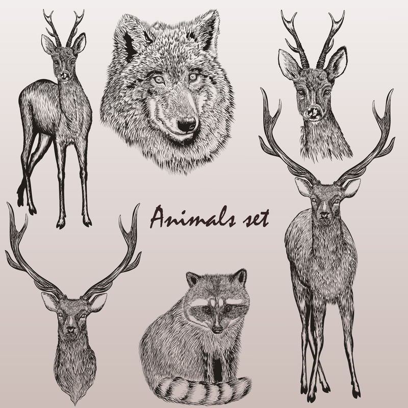 老式风格矢量手绘动物系列