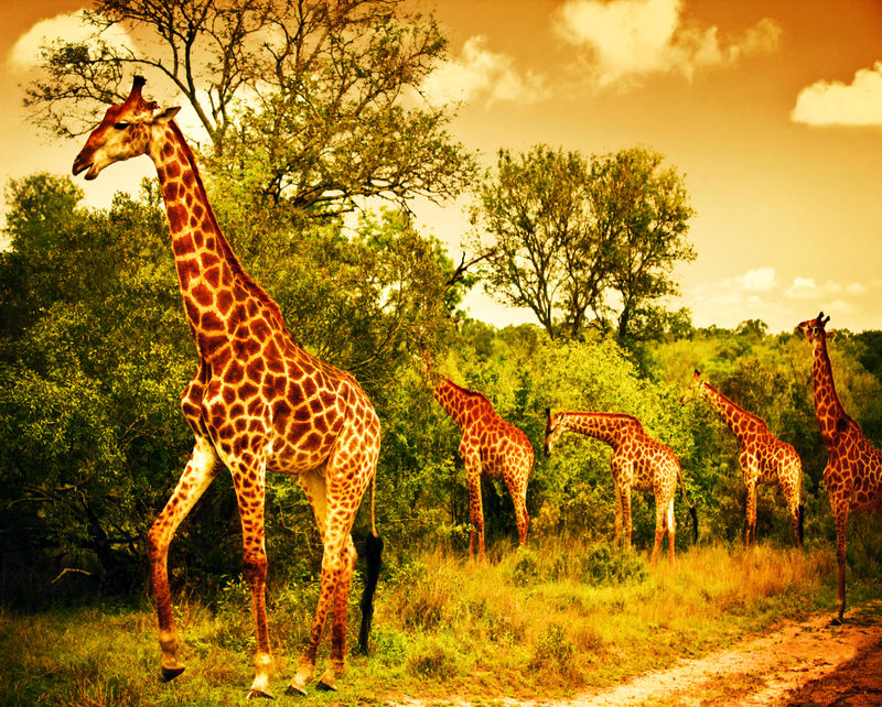 南非长颈鹿形象-大家族在野生森林中吃草-野生动物动物狩猎-克鲁格国家公园-Sabi沙丘丛林狩猎保护区-美丽的非洲大陆自然