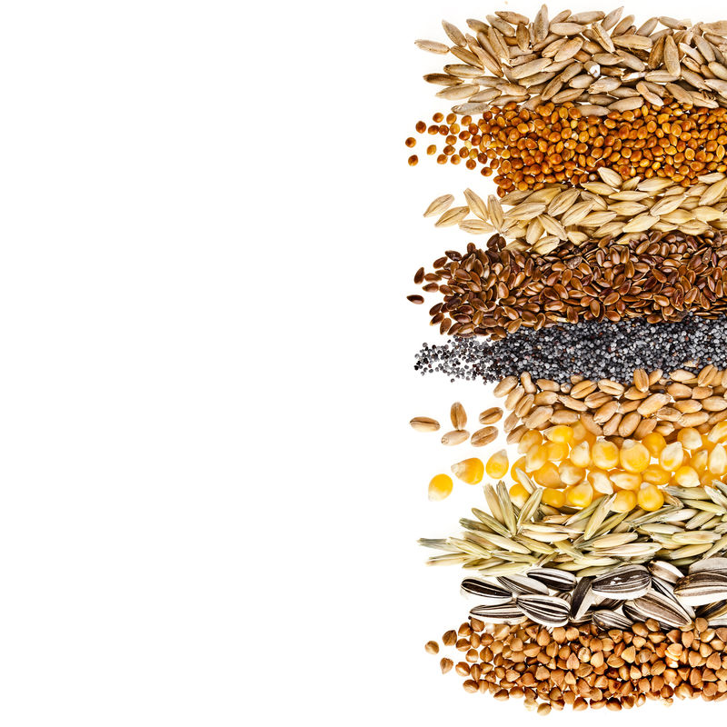 谷类谷物和种子：黑麦、小麦、大麦、燕麦、向日葵、玉米、亚麻、罂粟、白底边沿特写
