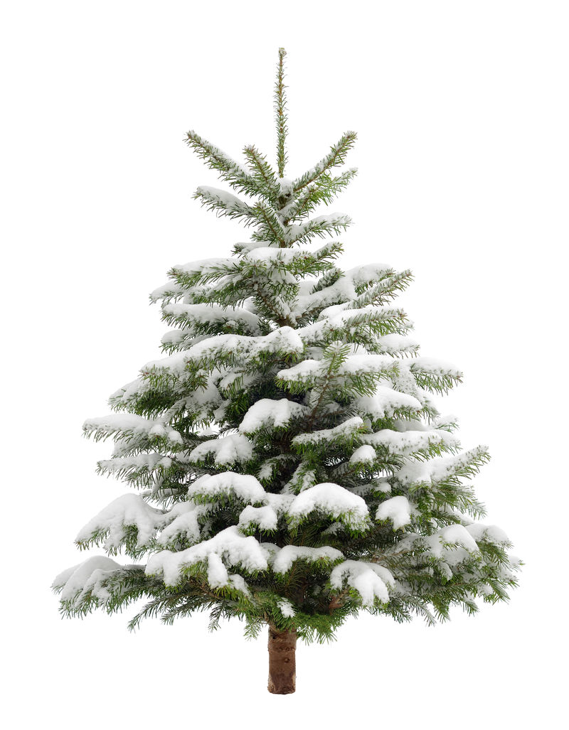 清新的雪中完美的小圣诞树-白底独立