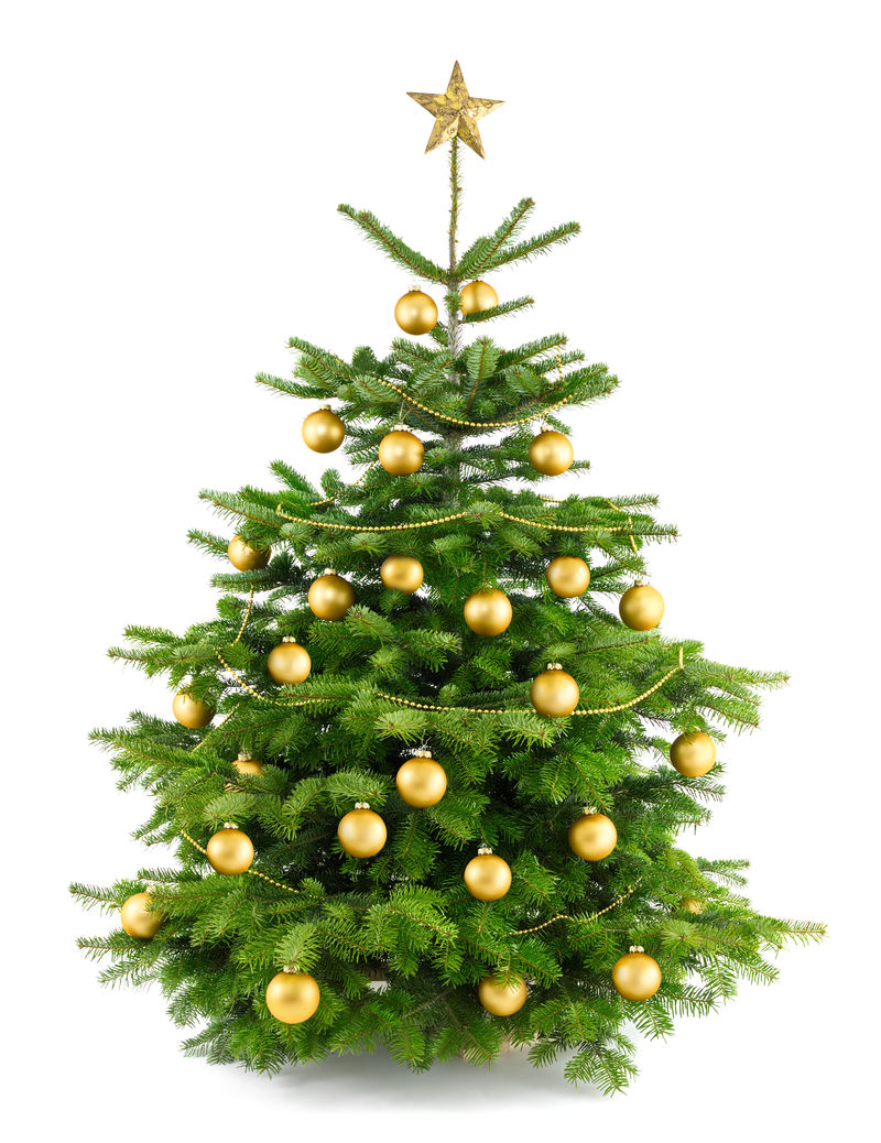 优雅的摄影棚拍摄了一棵圣诞树-上面有金色的装饰物-与白色隔离