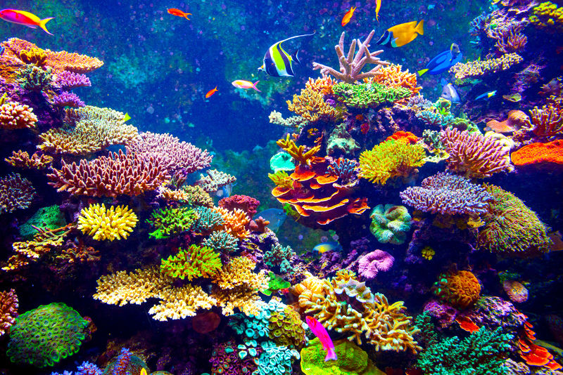 阳光下的珊瑚礁和热带鱼-新加坡水族馆