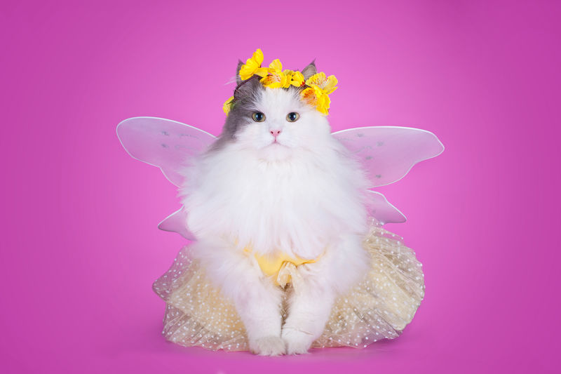 猫打扮成春天的蝴蝶在粉红色的背景上孤立