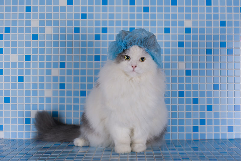 戴帽子的猫在洗澡时换头发
