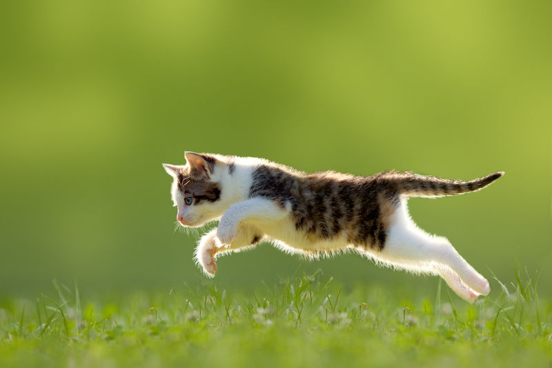 小猫在背光下跳过草地