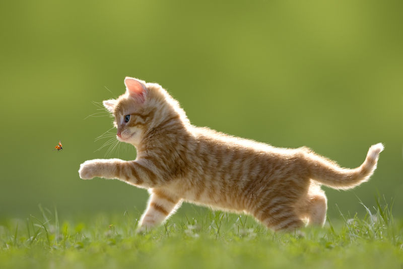 小猫瓢虫瓢虫在背光绿草地上