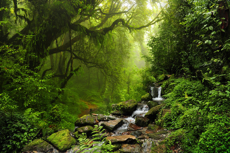 尼泊尔亚热带森林