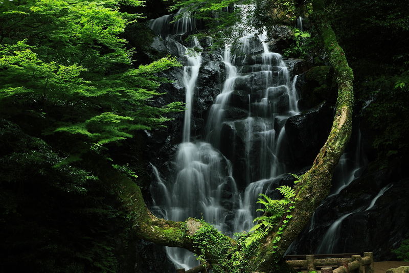 森林、溪流和岩石是大自然的美