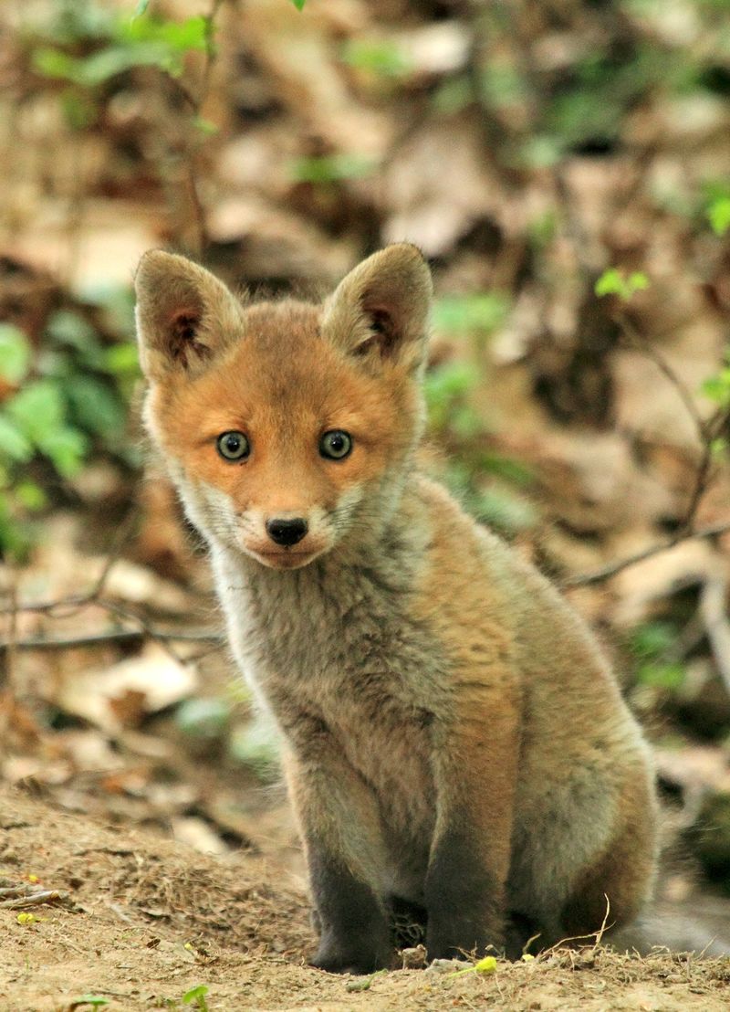 草原中的野生狐狸图片素材