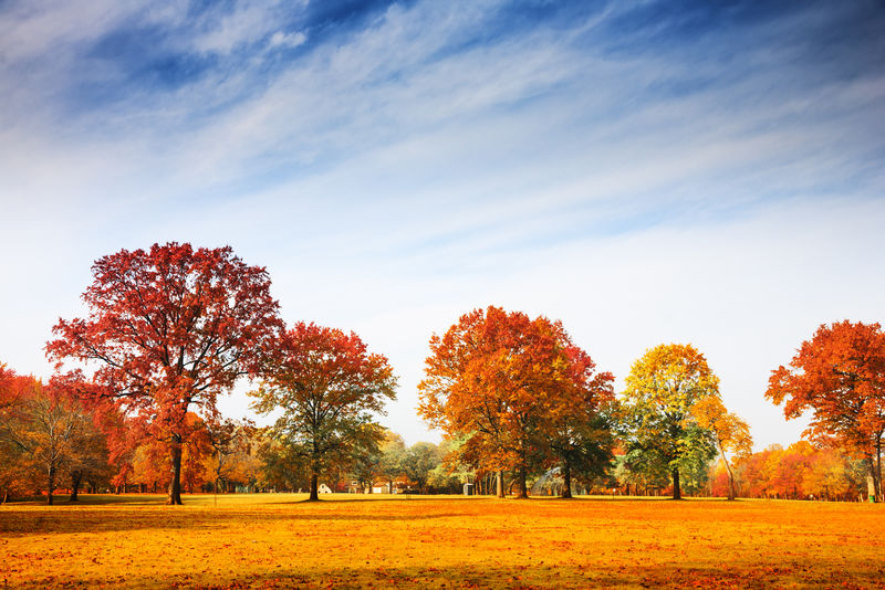 五彩缤纷的秋树景观秋季