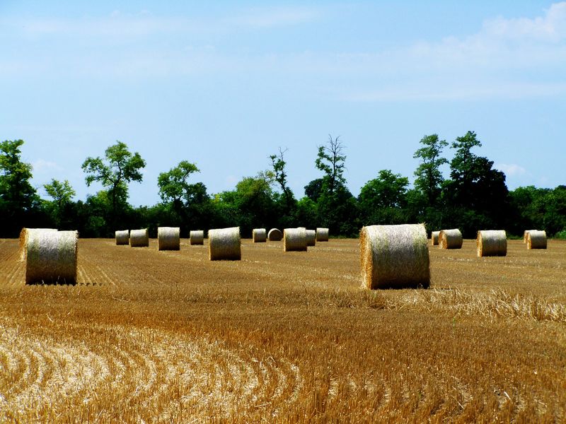 斯图加特附近的德国南部地区夏季八月草场的稻草捆