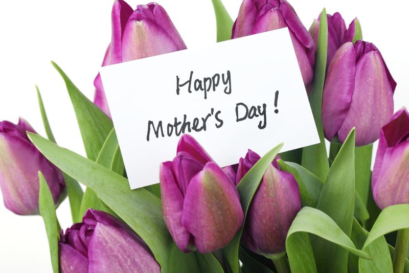 母亲节概念——白色背景的紫色郁金香