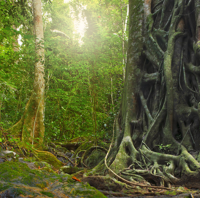在雨林里有根的大的老树干。丛林景观A