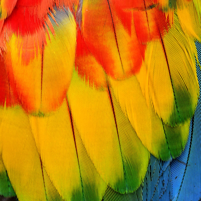 红色金刚鹦鹉羽毛的特写镜头-细节清晰-三色红黄蓝背景纹理