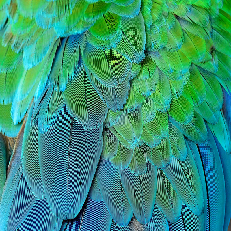 绿色和蓝色的背景-大绿色的金刚鹦鹉或水牛的羽毛-精致的绿色和蓝色纹理